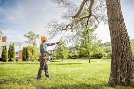 Best Tree Mulching  in Ixonia, WI