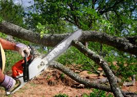 Best Tree Removal  in Ixonia, WI