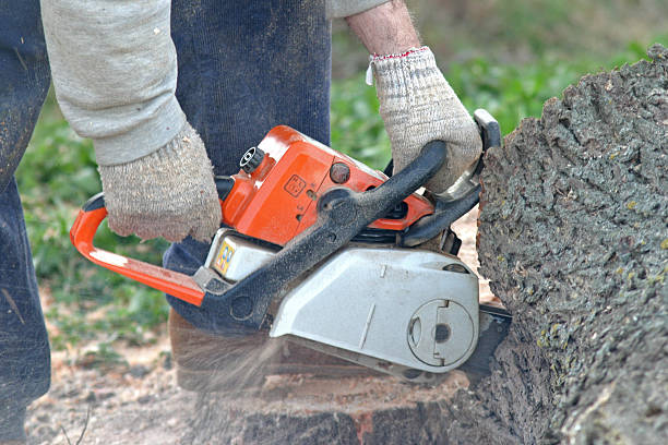 Best Hazardous Tree Removal  in Ixonia, WI