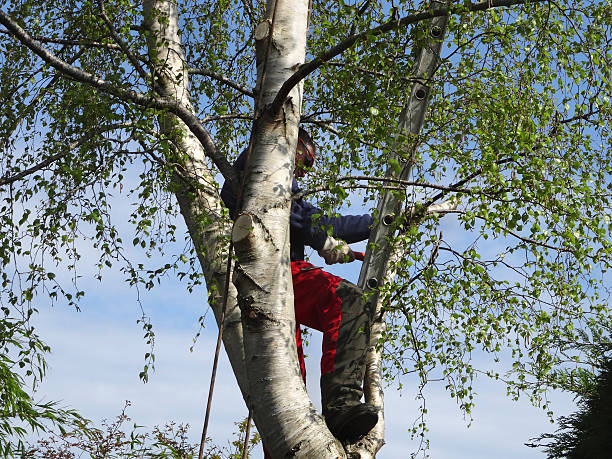 Best Arborist Consultation Services  in Ixonia, WI