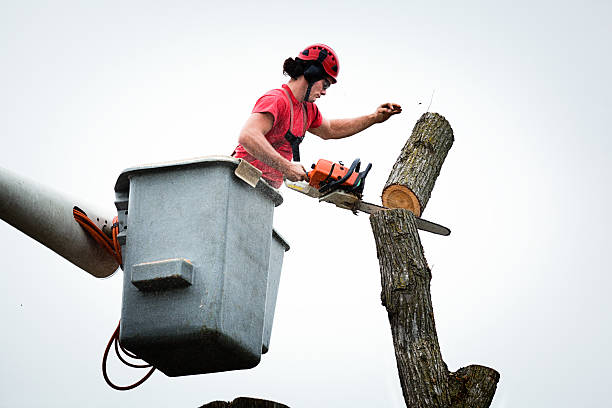 Best Emergency Tree Removal  in Ixonia, WI