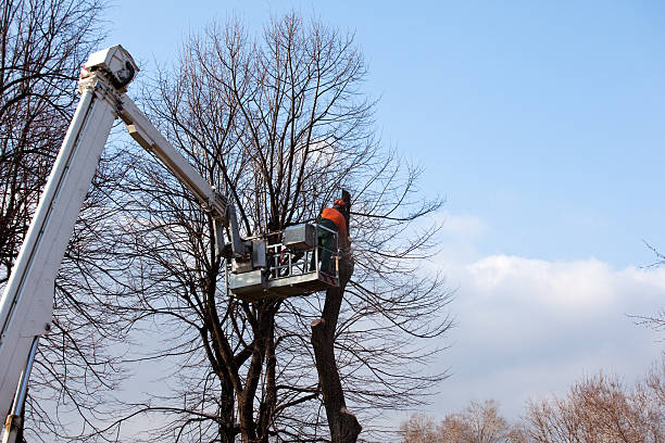 Best Fruit Tree Pruning  in Ixonia, WI