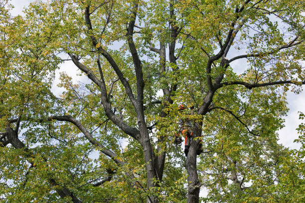 Best Tree Disease Treatment  in Ixonia, WI