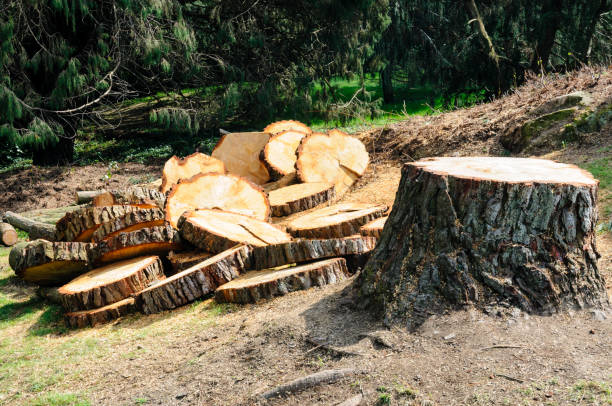 Best Tree Preservation Services  in Ixonia, WI